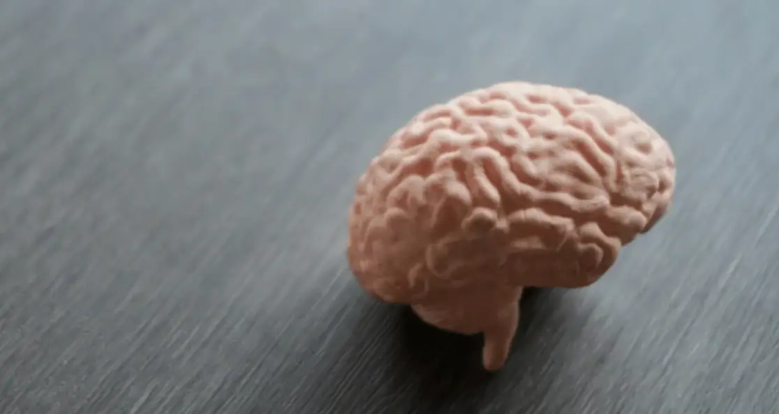 Pink anatomical brain model on dark wooden surface illustrating nervous system structures that control discipline and focus mechanisms